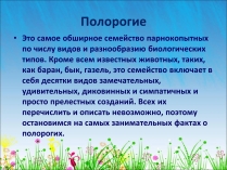 Презентація на тему «Полорогие»