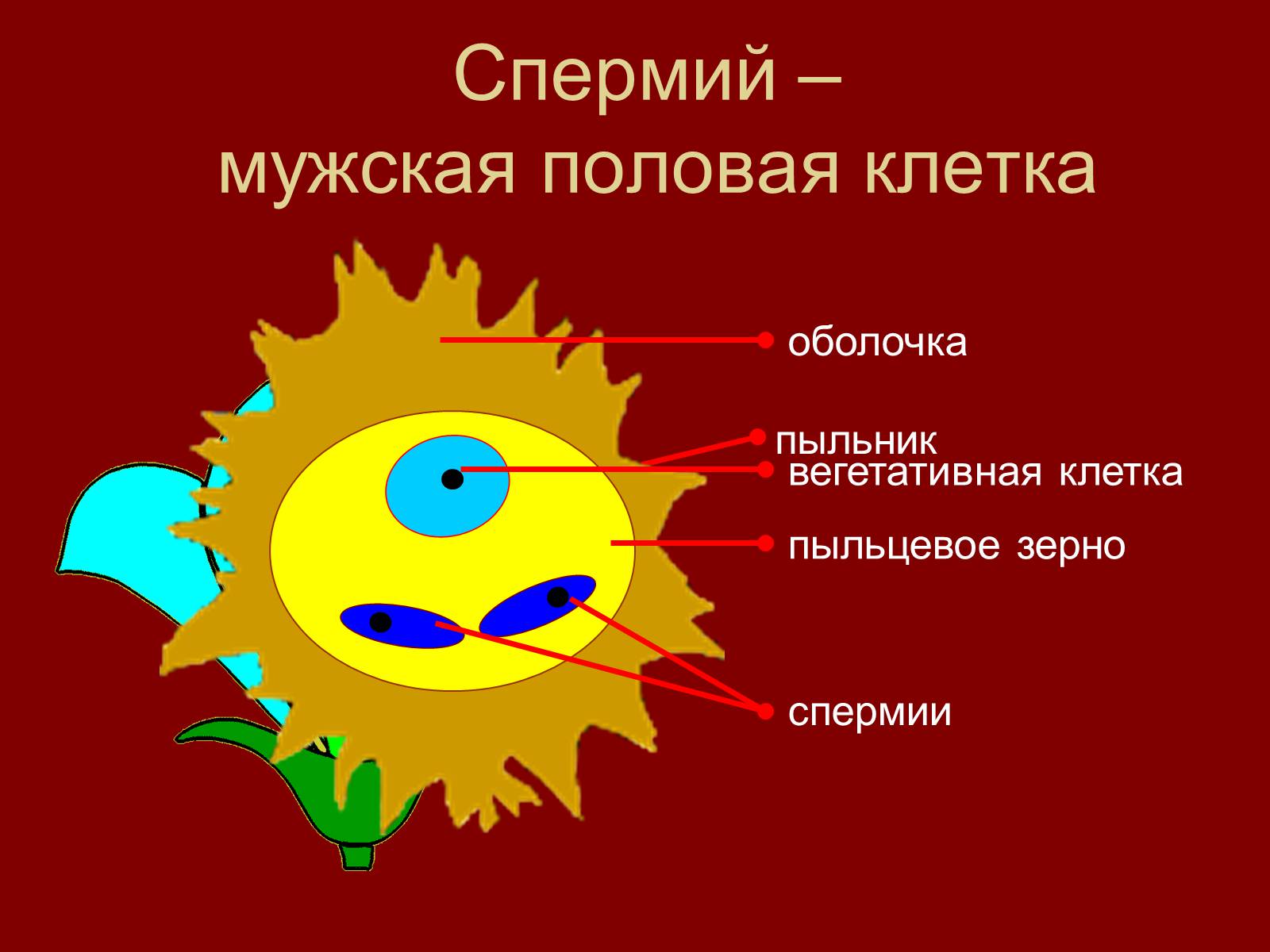 Спермий. Спермий мужская половая клетка. Спермий это половая клетка. Биология 5 класс спермий.