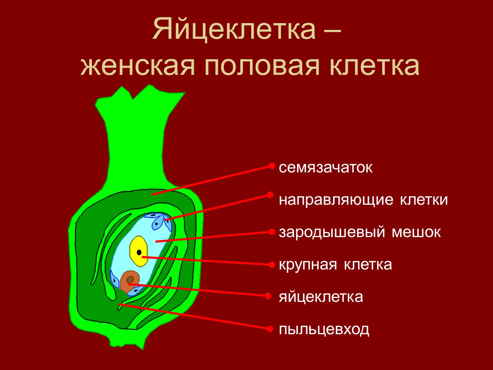 Презентація на тему «Оплодотворение цветковых растений» - Слайд #5