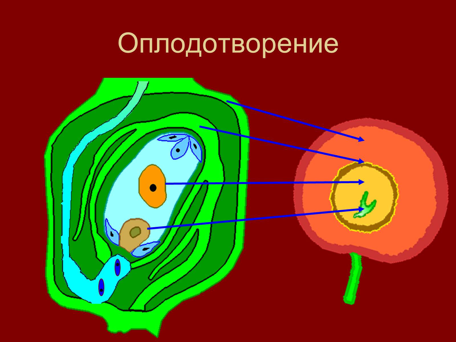 7 оплодотворение. Оплодотворение у цветковых растений 6 класс биология. Биология 6 класс оплодотворение оплодотворение. Оплодотворение цветкового растения. Рисунок оплодотворение цветкового растения.