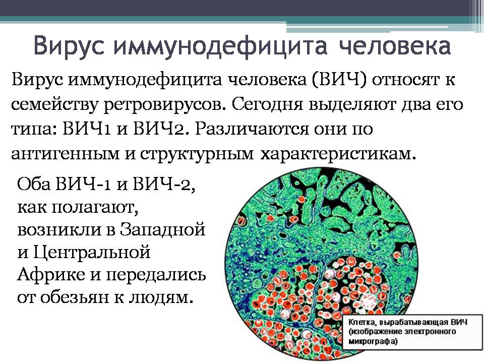 Презентація на тему «Вирус иммунодефицита человека» - Слайд #4