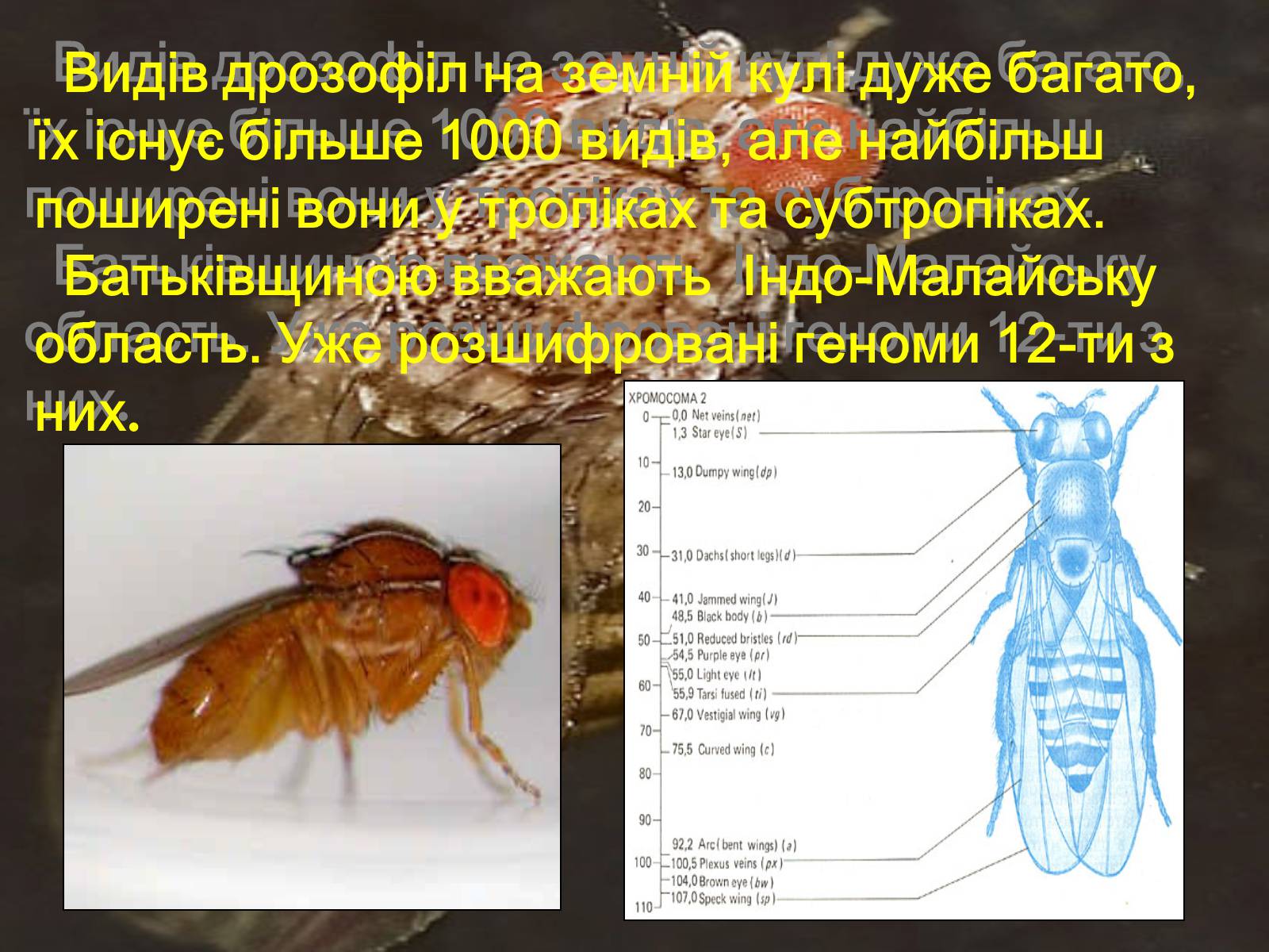 Презентація на тему «Дрозофіла» - Слайд #3