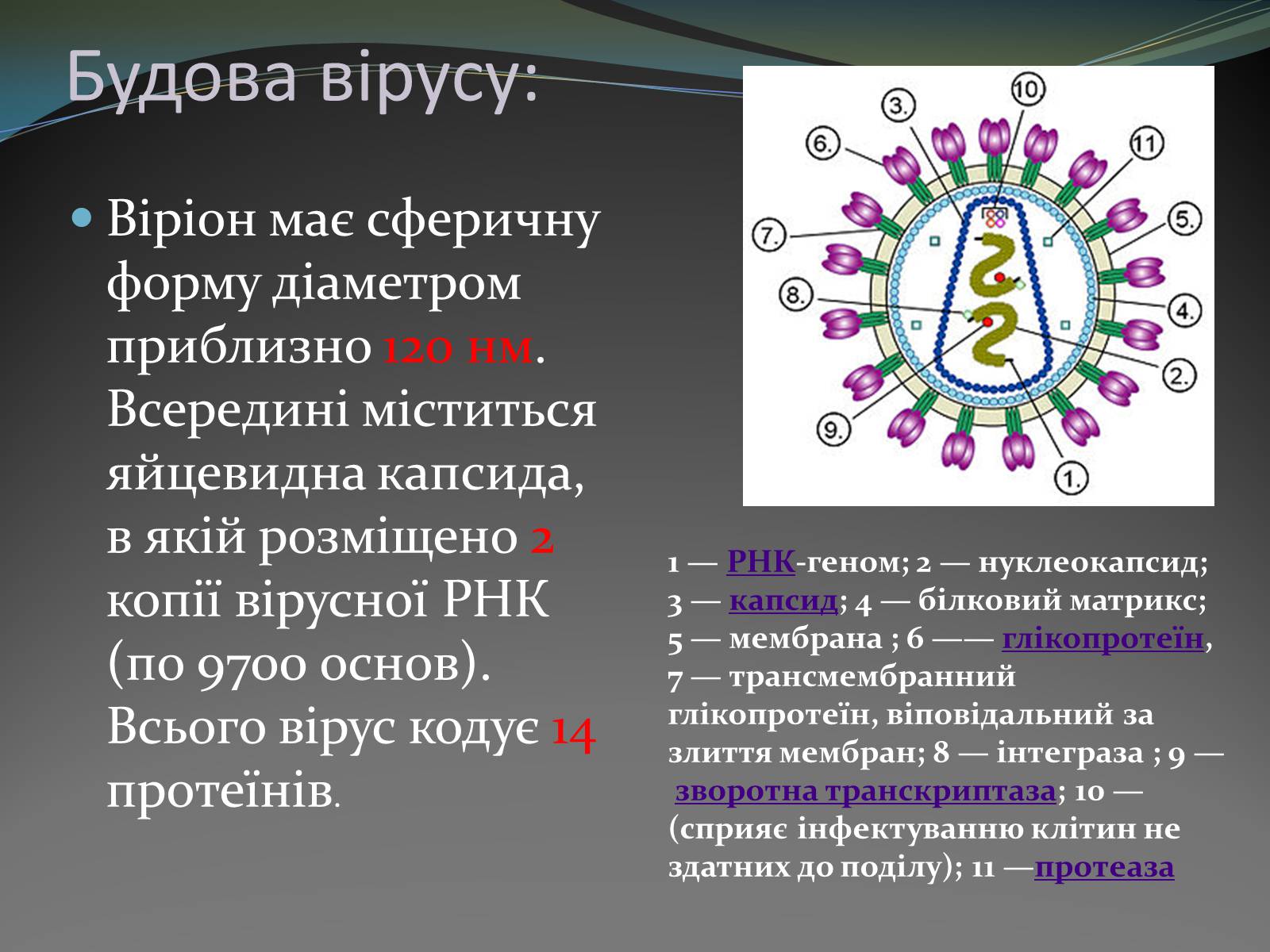 Презентація на тему «ВІЛ» (варіант 1) - Слайд #4