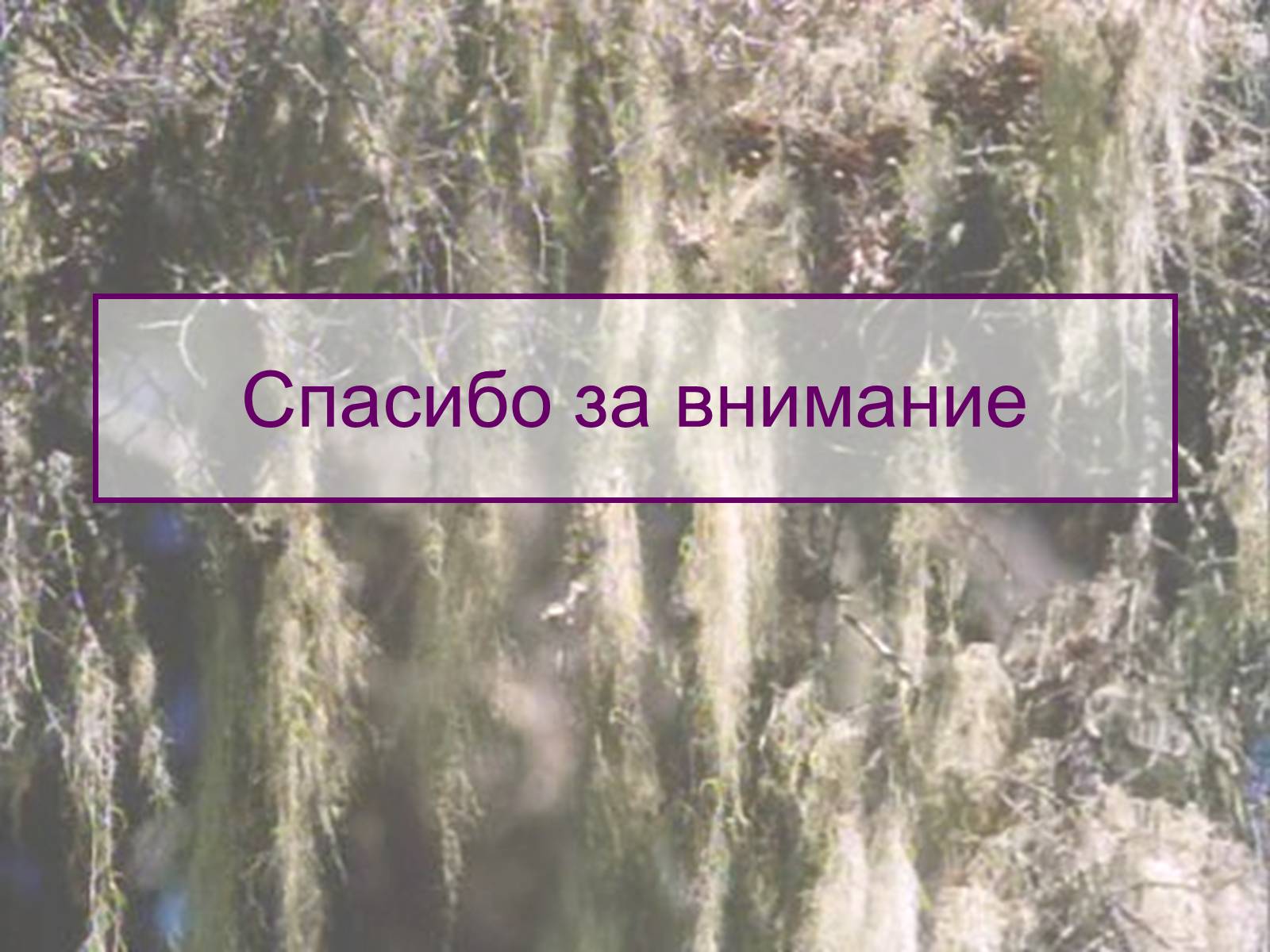 Презентація на тему «Значение лишайников» - Слайд #9