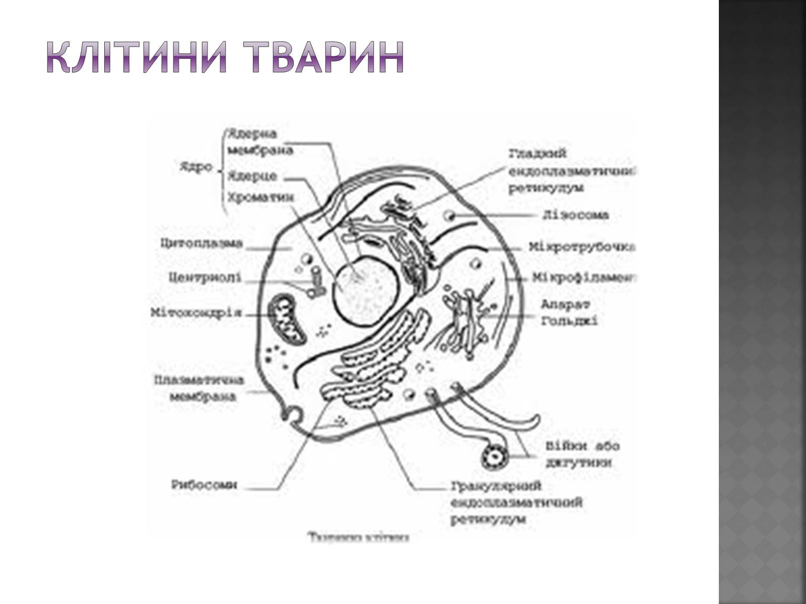 Презентація на тему «Еколого-Валеологічний проект» - Слайд #4