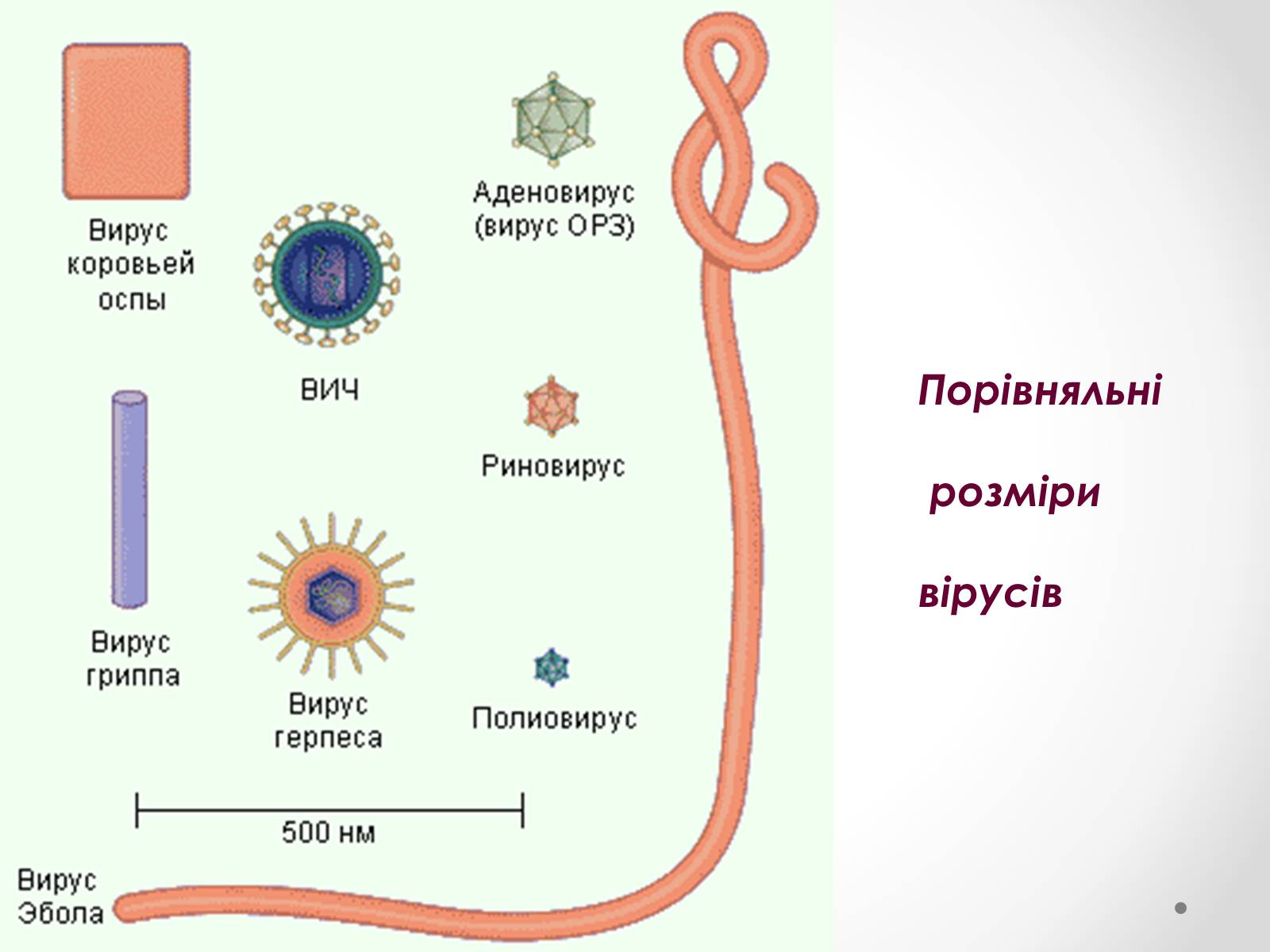 Презентація на тему «Вірусобіологія» - Слайд #10