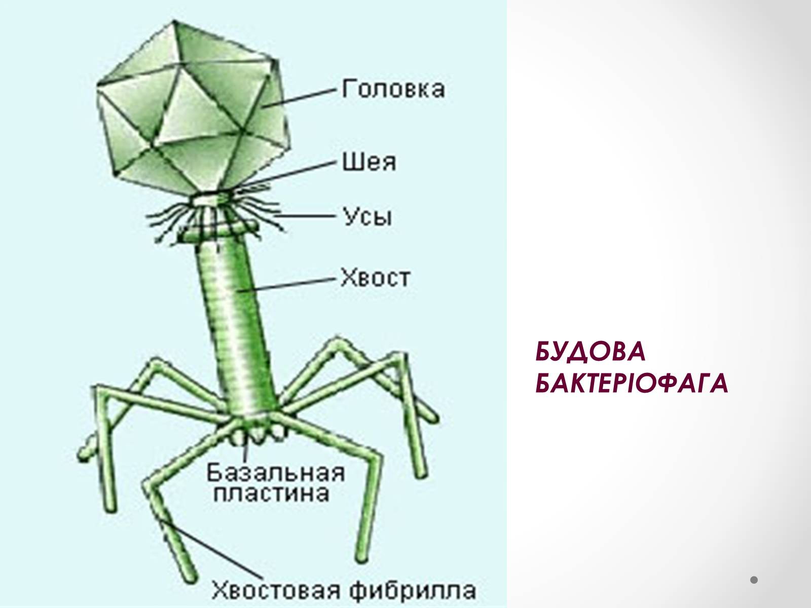 Бактериофагия