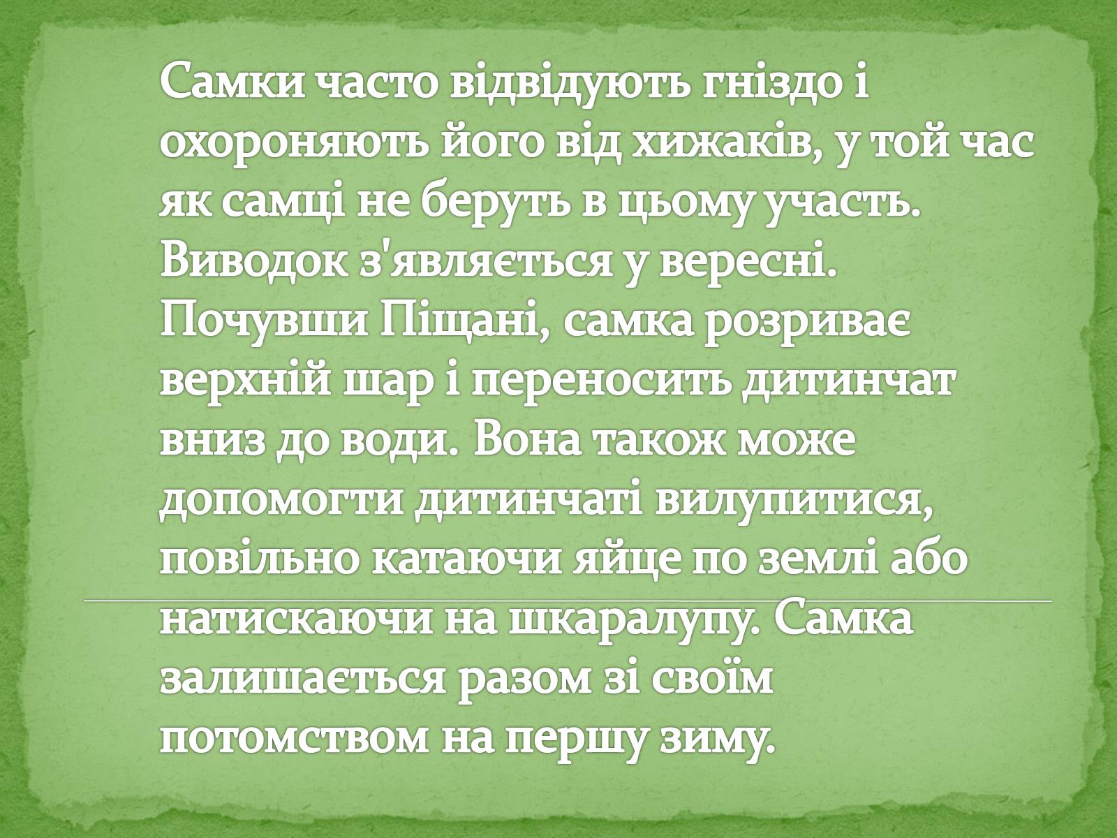 Презентація на тему «Китайський алігатор» - Слайд #16