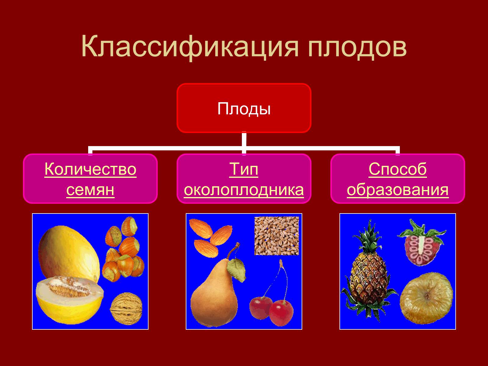 Презентація на тему «Плоды» - Слайд #5