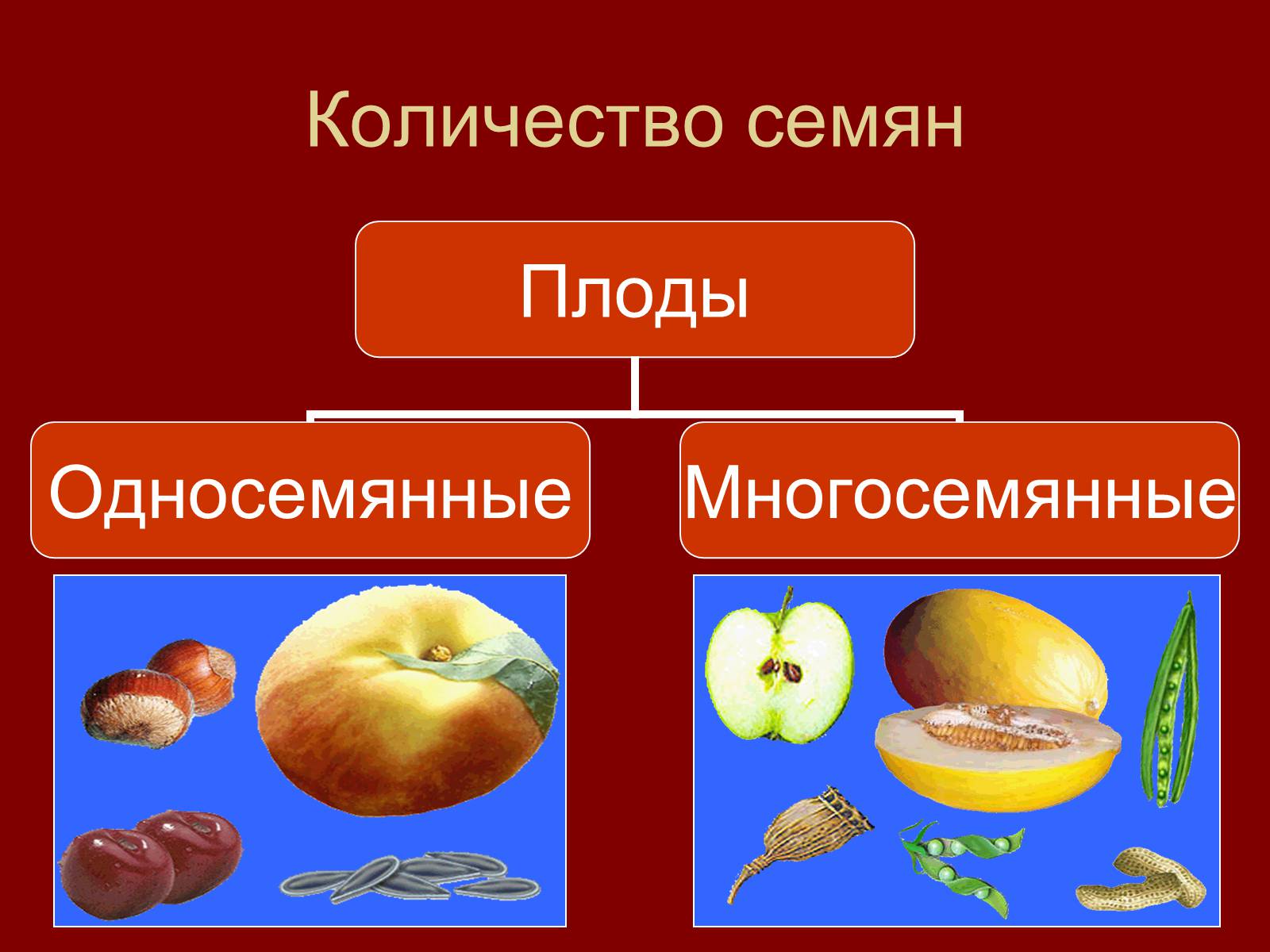 Сухой многосемянный плод это. Груша односемянный или многосемянный плод. Сухие односемянные плоды. Апельсин многосемянный или односемянный. Груша многосемянная или односемянная.
