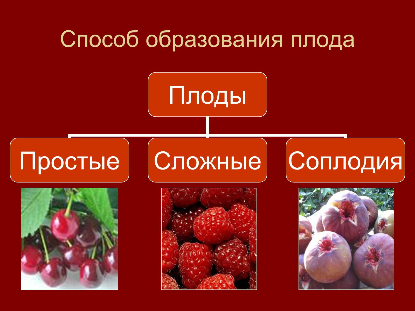 Презентація на тему «Плоды» - Слайд #9