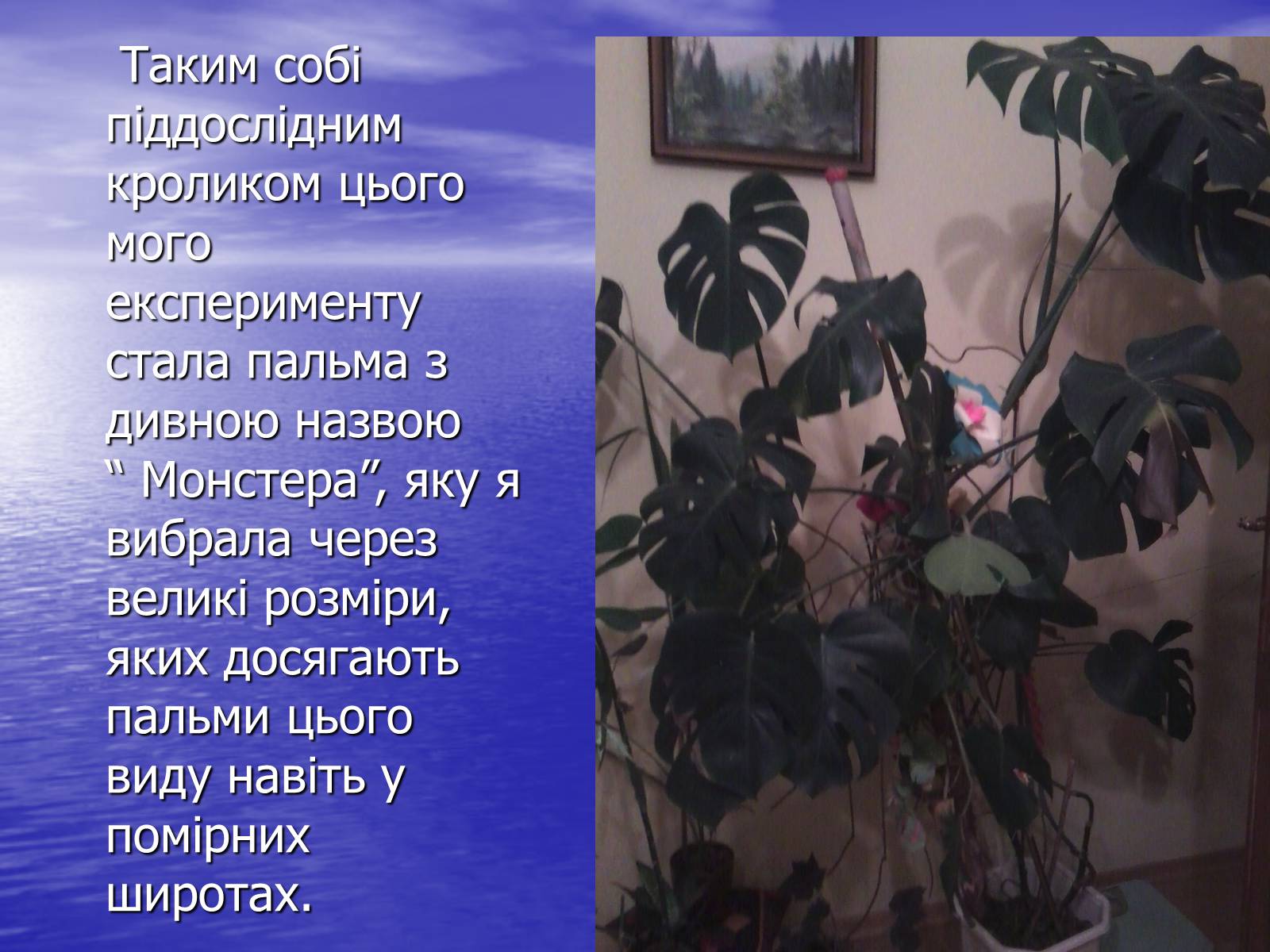 Презентація на тему «Чи розуміють нас рослини?» - Слайд #12