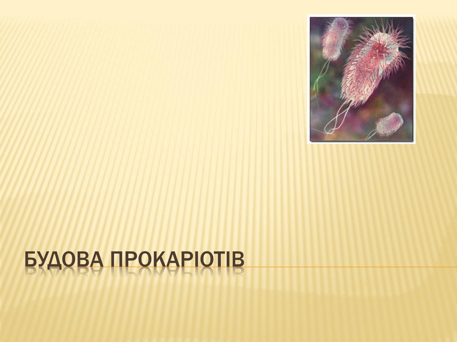 Презентація на тему «Будова прокаріотів» (варіант 2) - Слайд #1