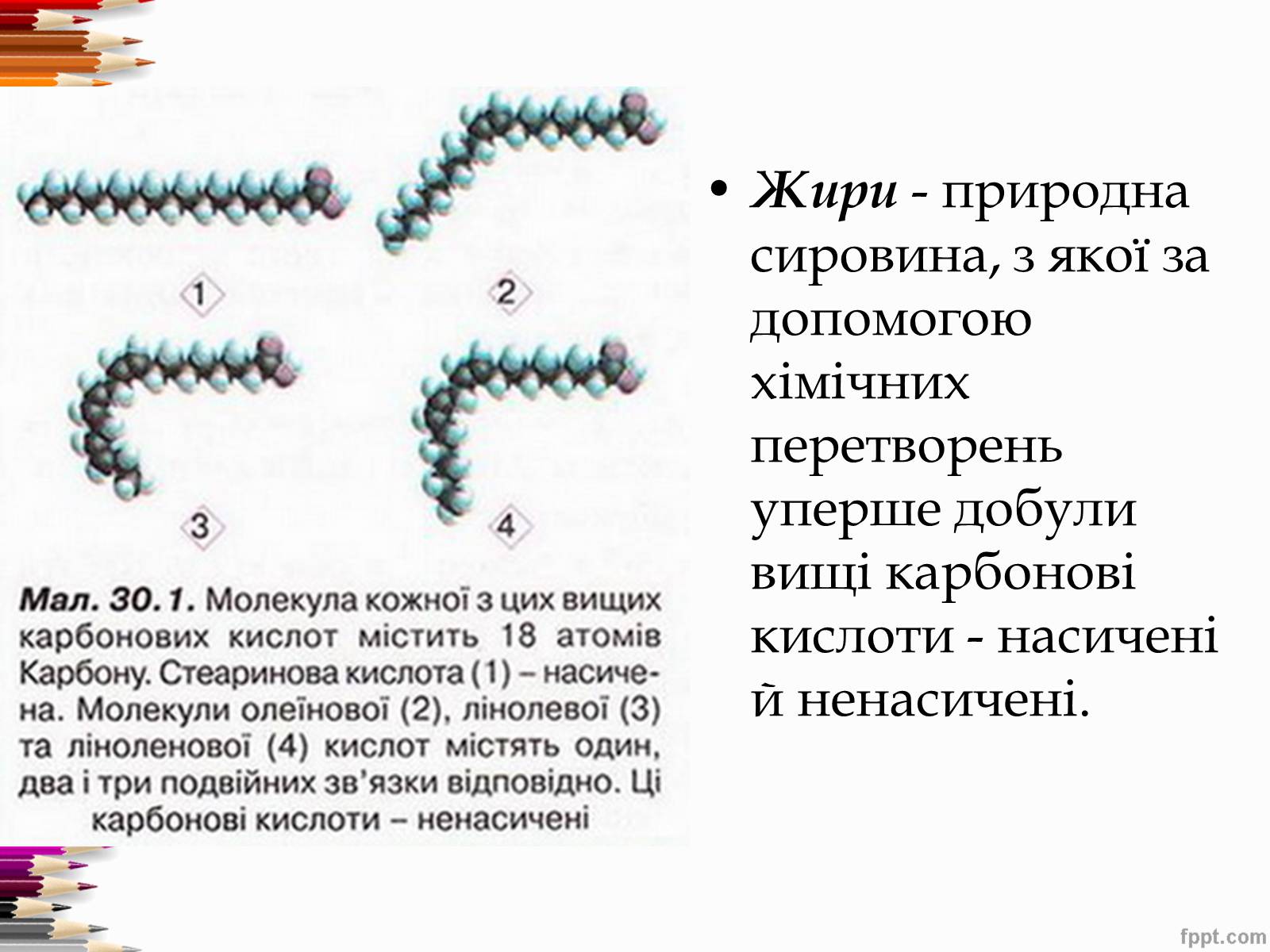 Презентація на тему «Перетворення в організмі жирів» - Слайд #2