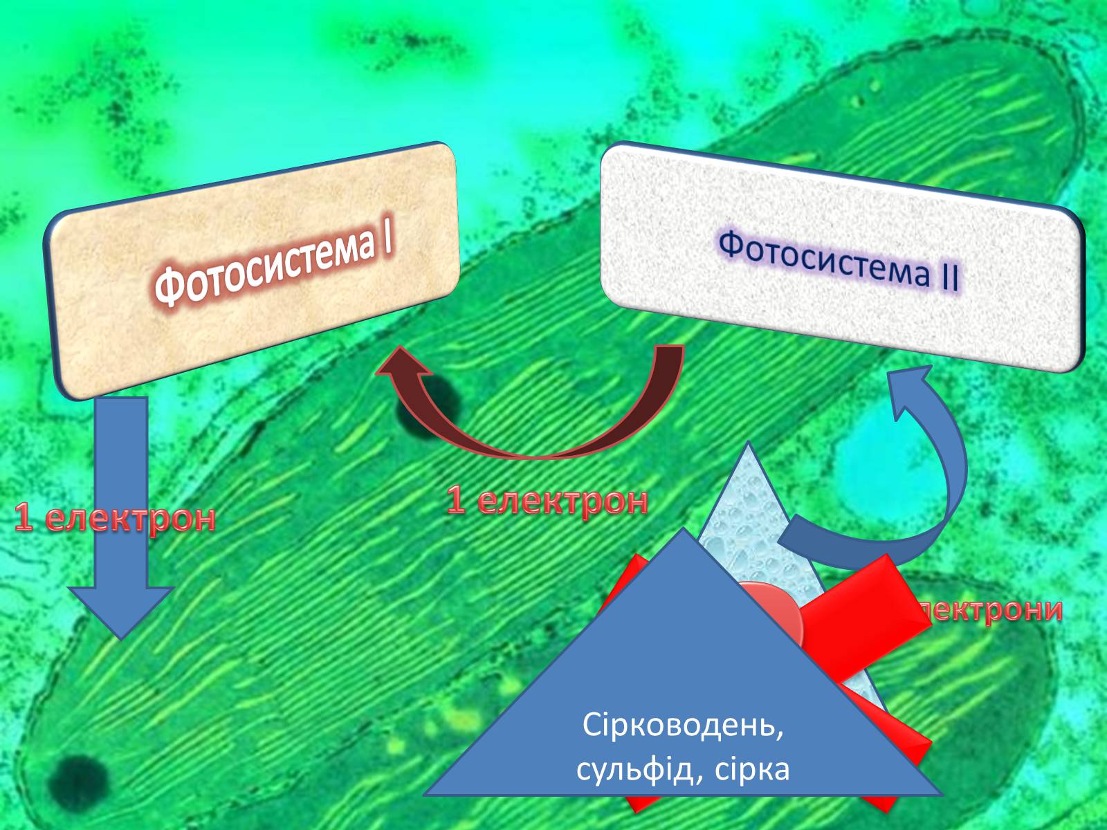 Процессы фотосистемы 1