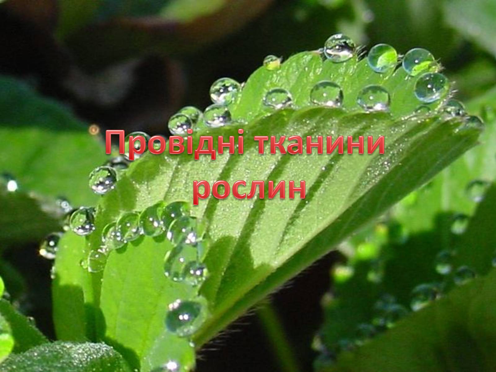 Презентація на тему «Провідні тканини рослин» (варіант 2) - Слайд #1