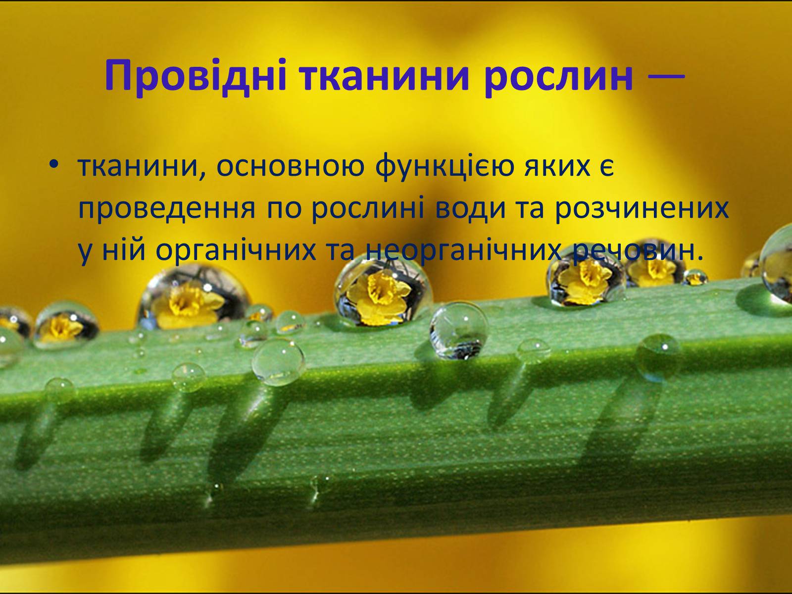 Презентація на тему «Провідні тканини рослин» (варіант 2) - Слайд #2