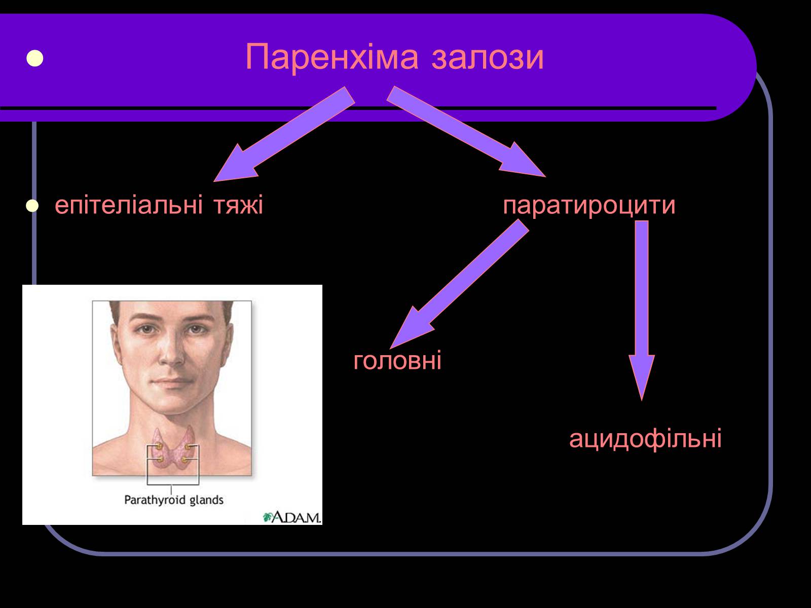 Презентація на тему «Паращитоподібні залози» - Слайд #3