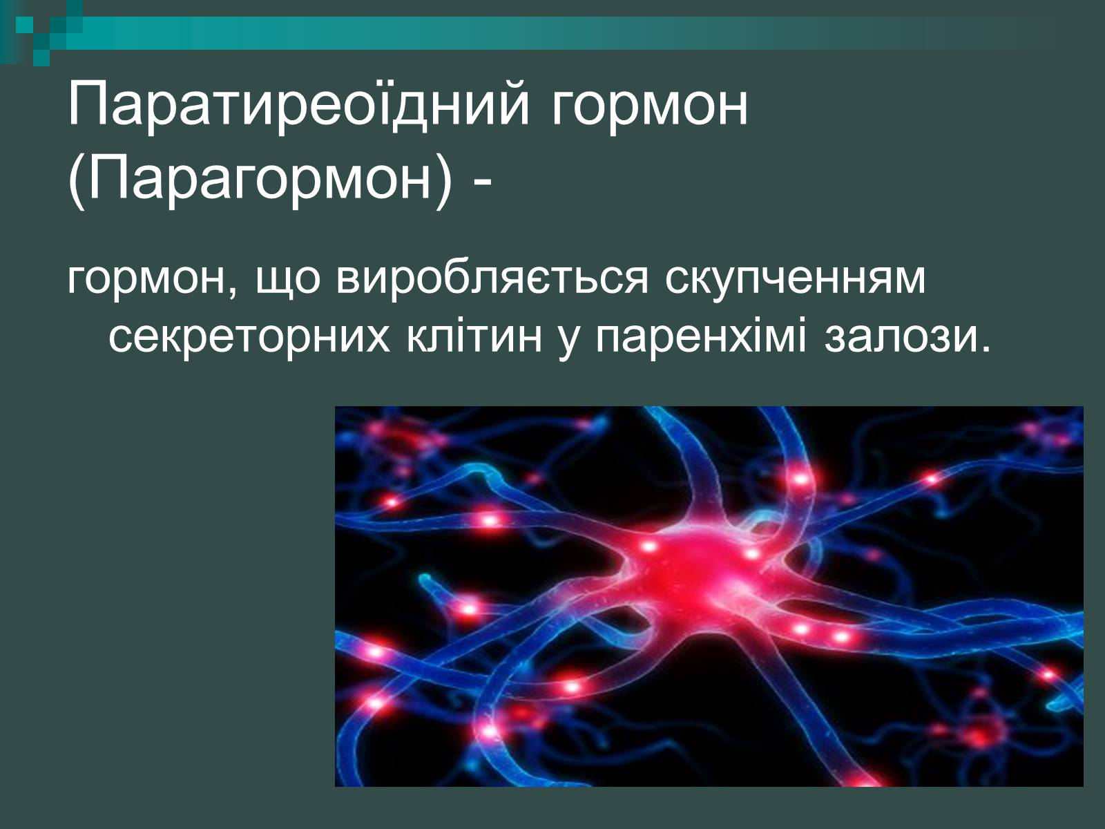 Презентація на тему «Паращитоподібні залози» - Слайд #4