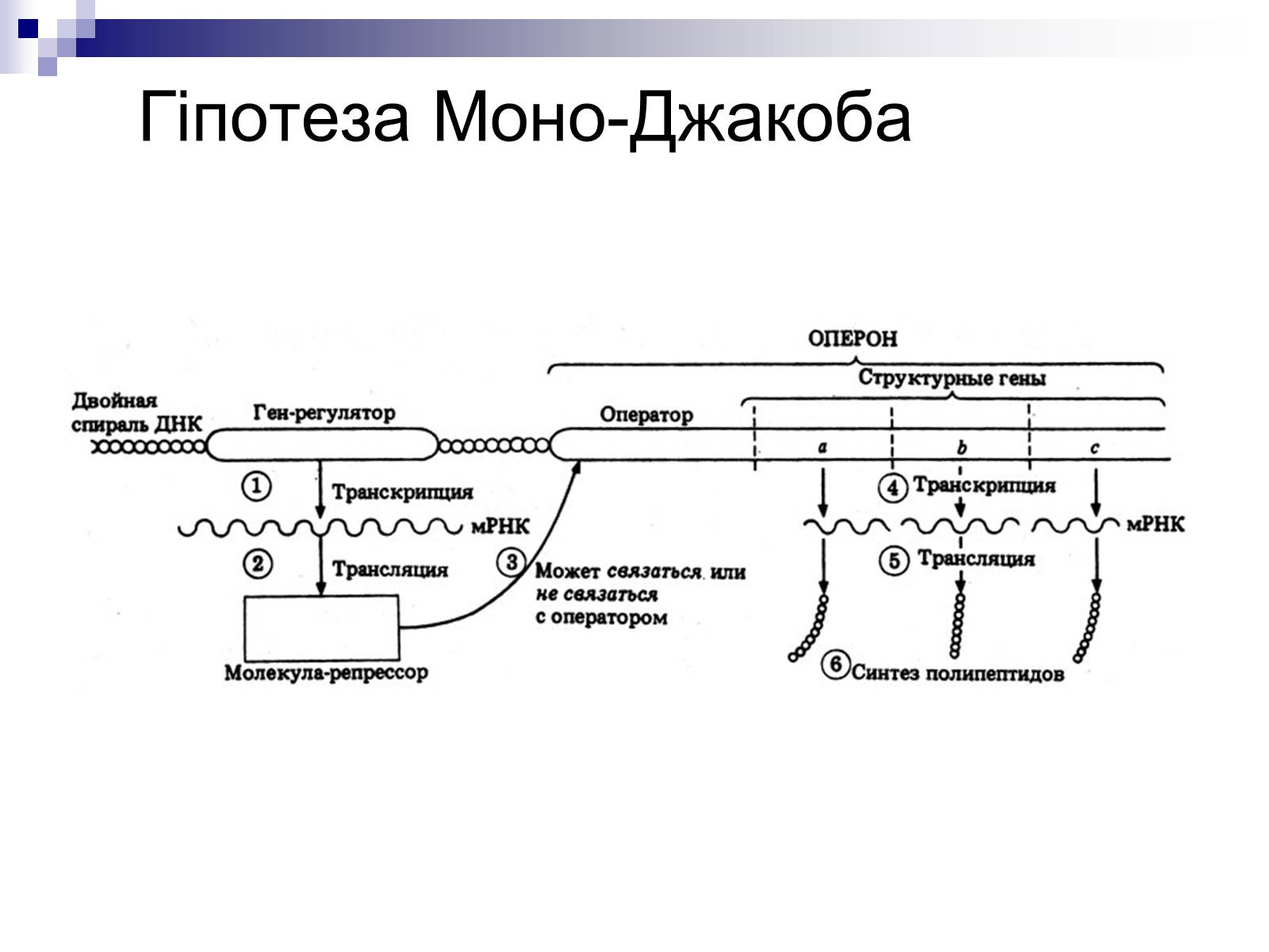 Презентація на тему «Біотехнології. Гіпотеза Моно і Джейкоба» - Слайд #6