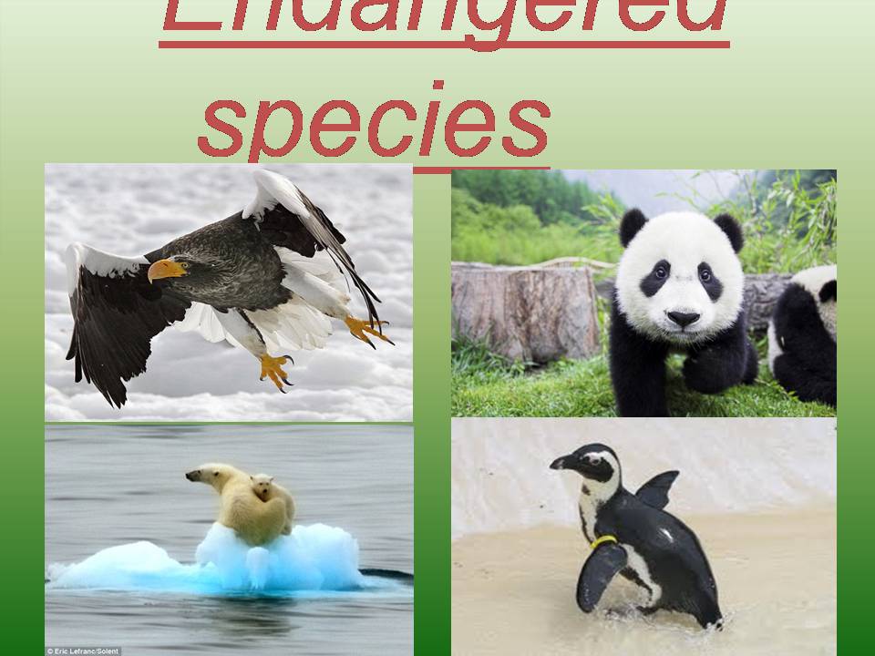 Презентація на тему «Endangered species» - Слайд #1