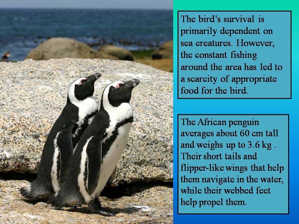 Презентація на тему «Endangered species» - Слайд #6