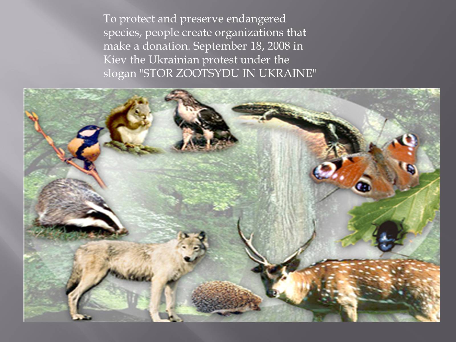 Презентація на тему «Endangered species in Ukraine» - Слайд #10