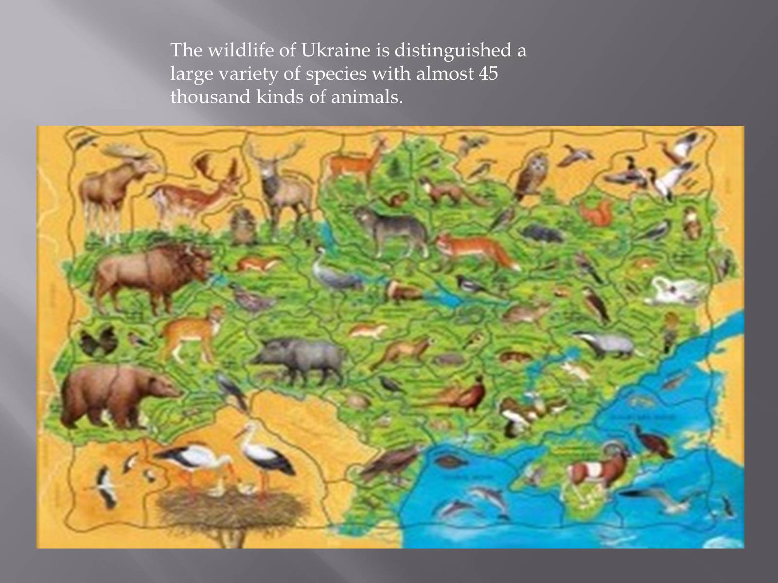 Презентація на тему «Endangered species in Ukraine» - Слайд #2