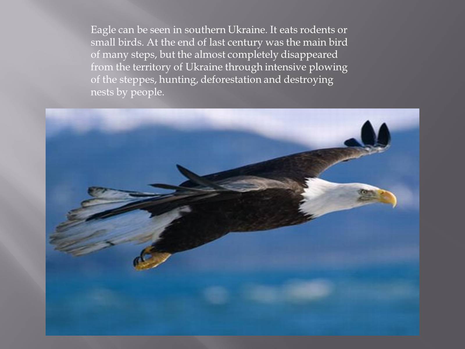 Презентація на тему «Endangered species in Ukraine» - Слайд #8