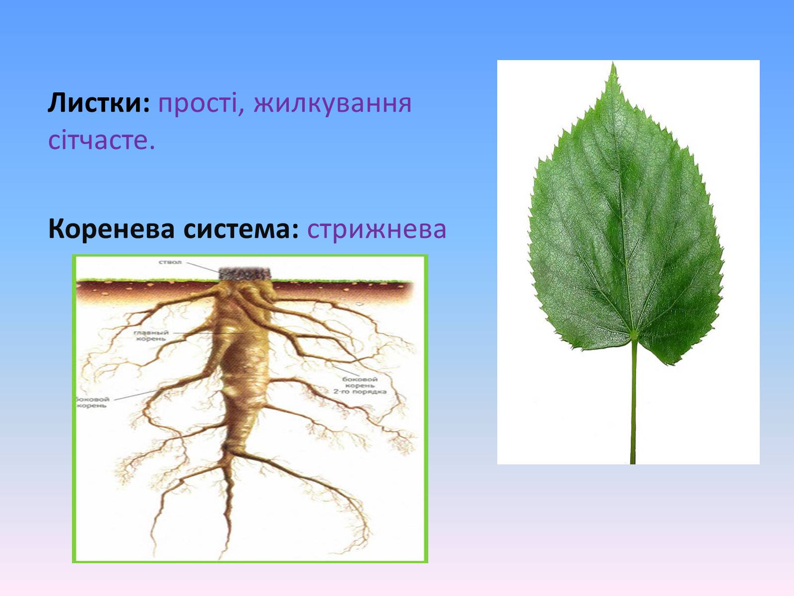 Презентація на тему «Айстрові або Складноцвіті» - Слайд #6