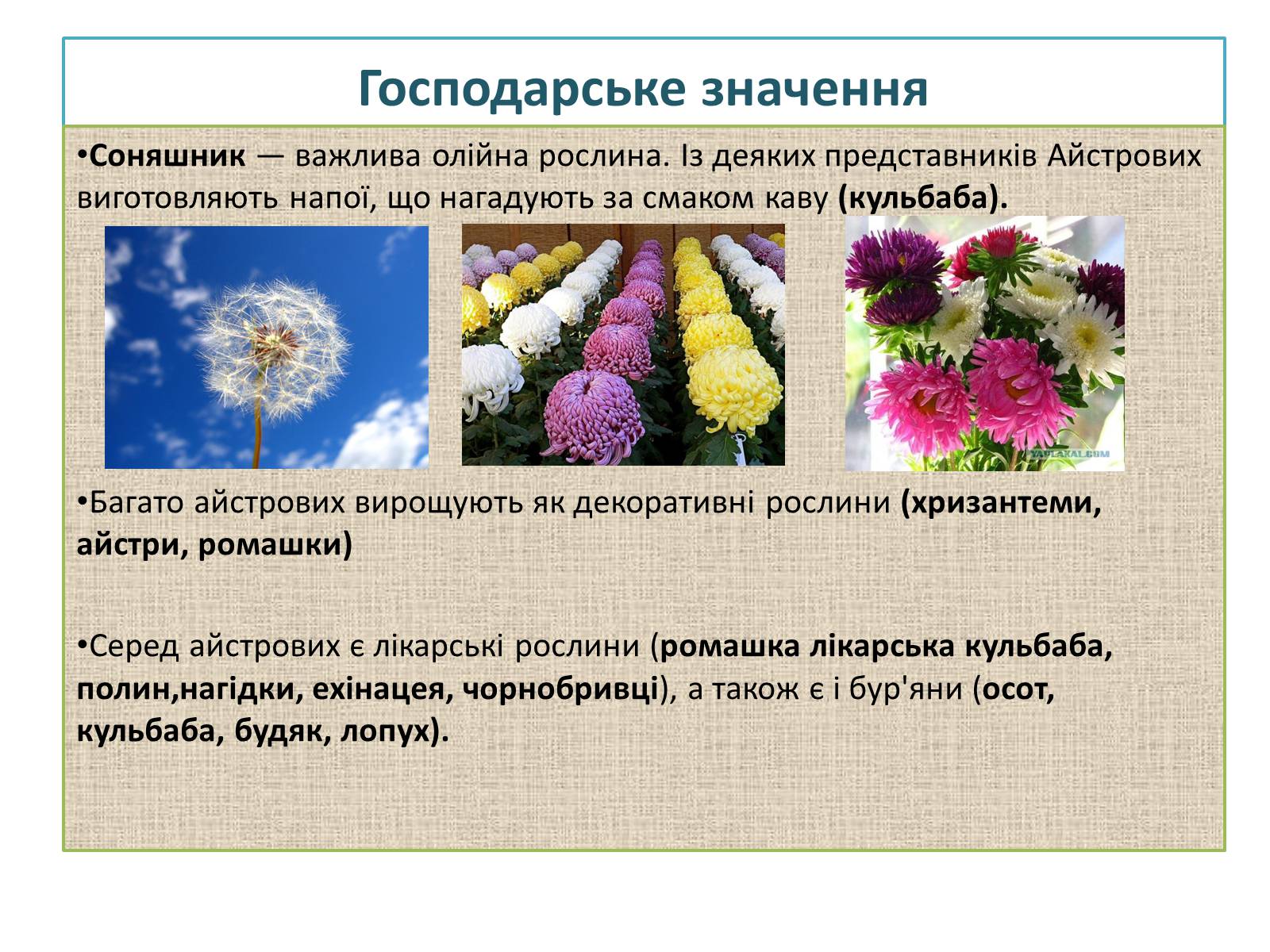 Презентація на тему «Айстрові або Складноцвіті» - Слайд #8