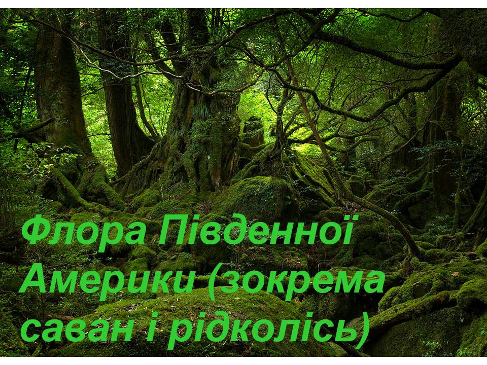 Презентація на тему «Південна Америка» (варіант 3) - Слайд #13