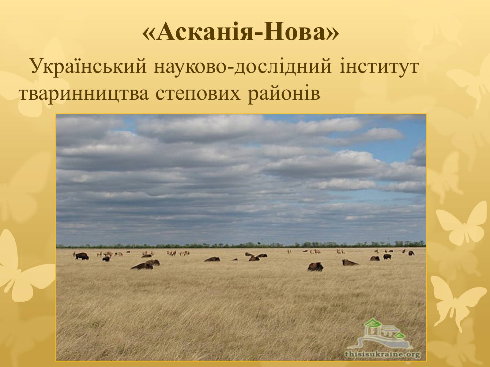 Презентація на тему «Асканія Нова» (варіант 7) - Слайд #1