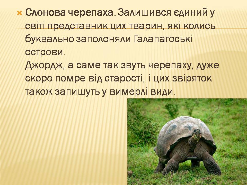 Презентація на тему «Екологічні проблеми людства» (варіант 7) - Слайд #17