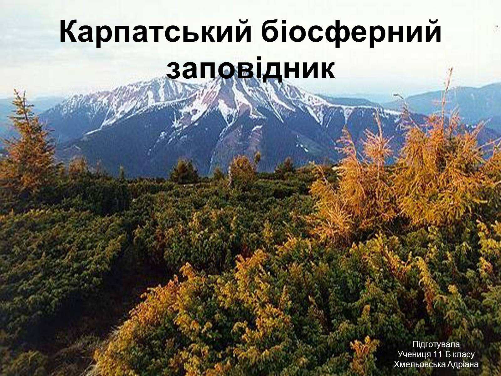 Презентація на тему «Карпатський біосферний заповідник» (варіант 2) - Слайд #1