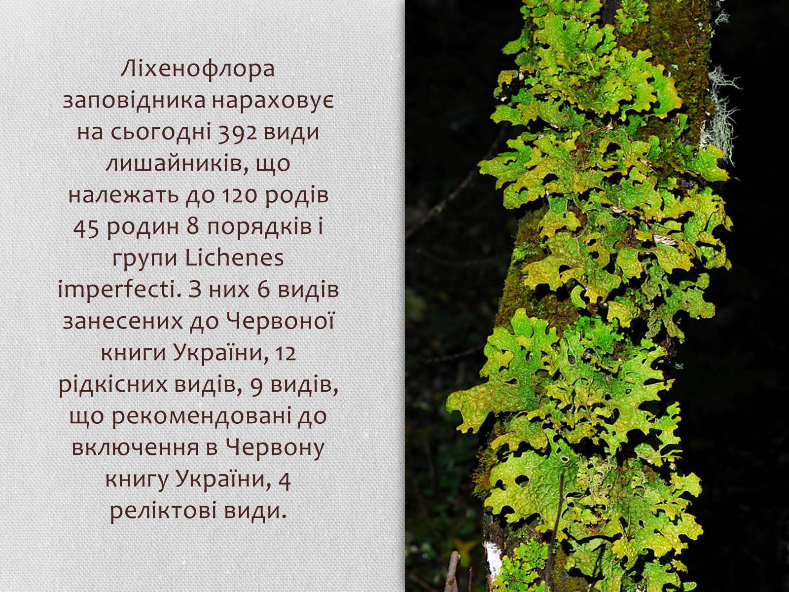 Презентація на тему «Карпатський біосферний заповідник» (варіант 1) - Слайд #11