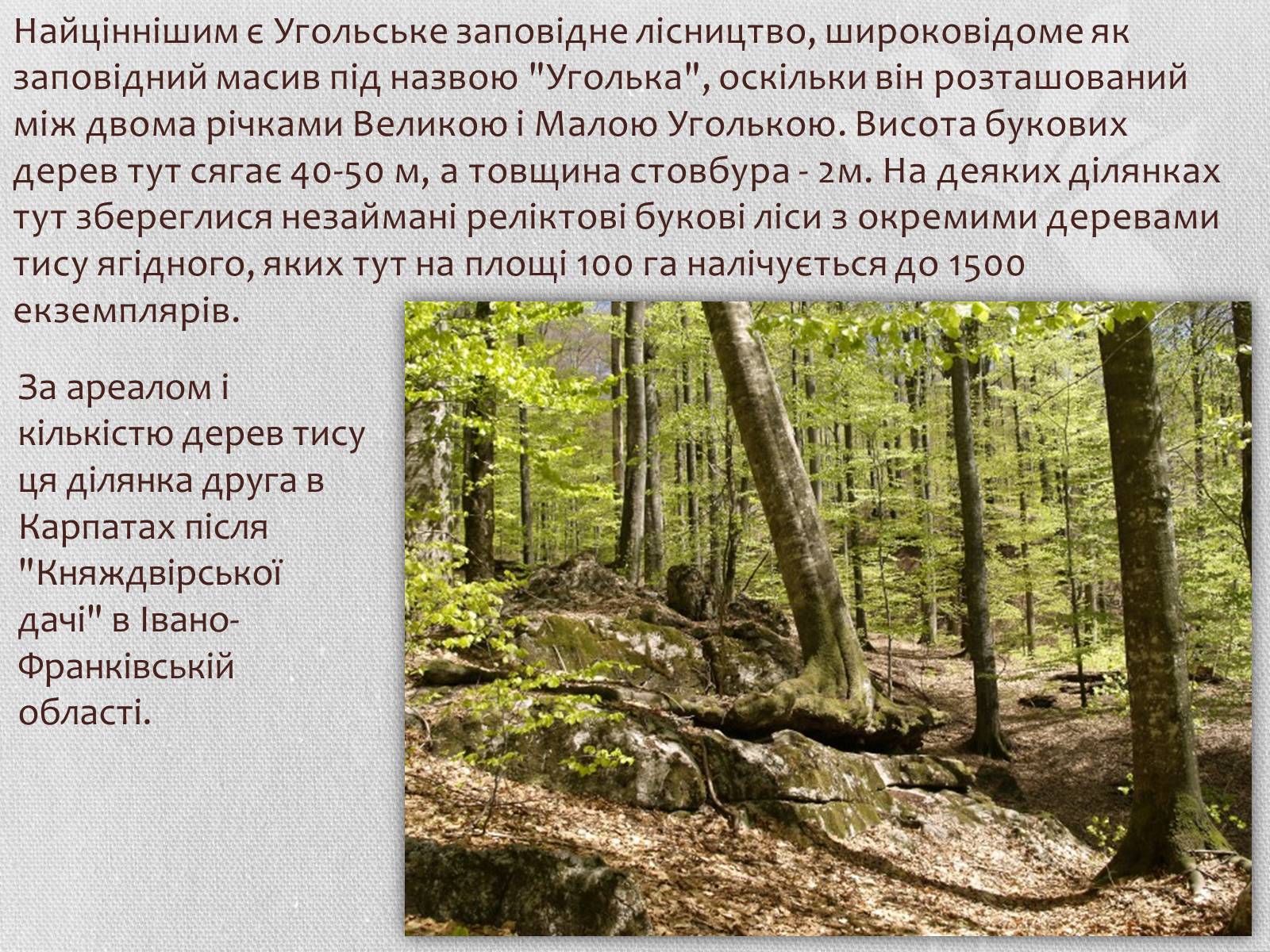 Презентація на тему «Карпатський біосферний заповідник» (варіант 1) - Слайд #17