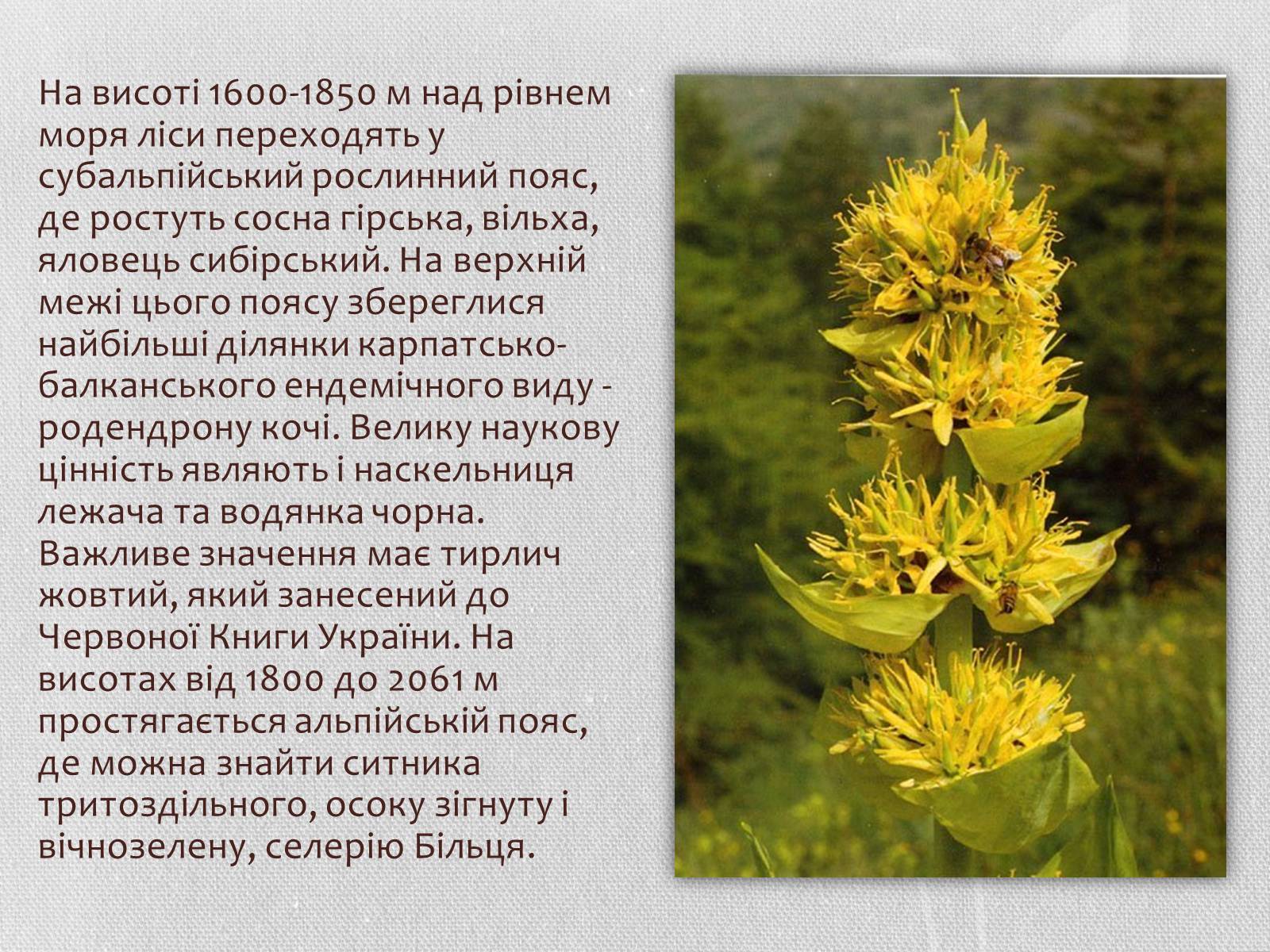 Презентація на тему «Карпатський біосферний заповідник» (варіант 1) - Слайд #25