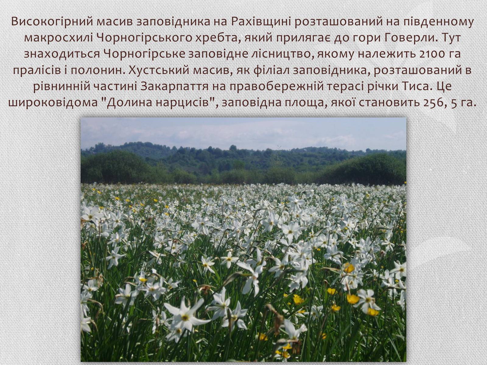 Презентація на тему «Карпатський біосферний заповідник» (варіант 1) - Слайд #8