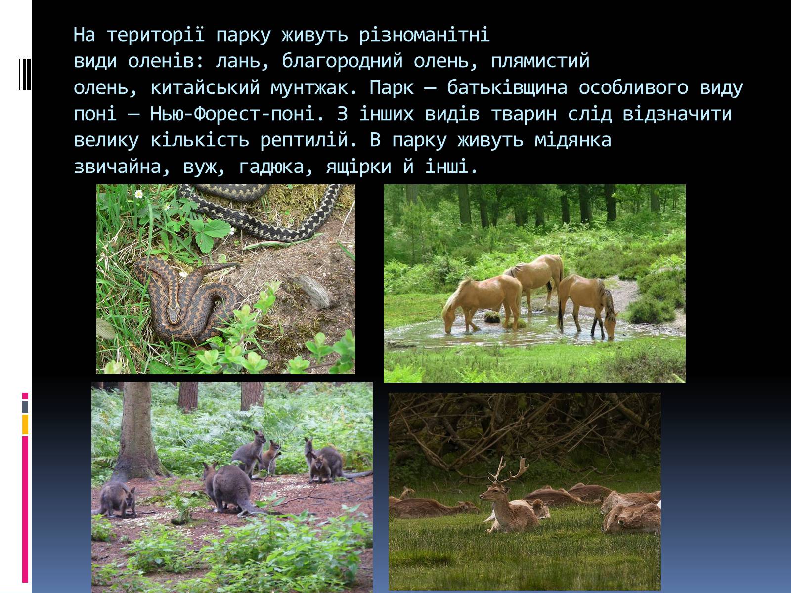 Презентація на тему «Природні парки Великої Британії» (варіант 3) - Слайд #7