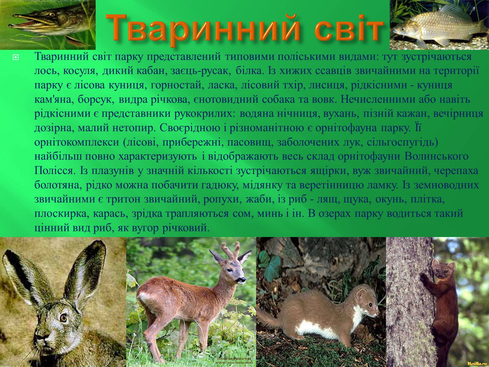 Презентація на тему «Шацький національний природний парк» (варіант 2) - Слайд #10