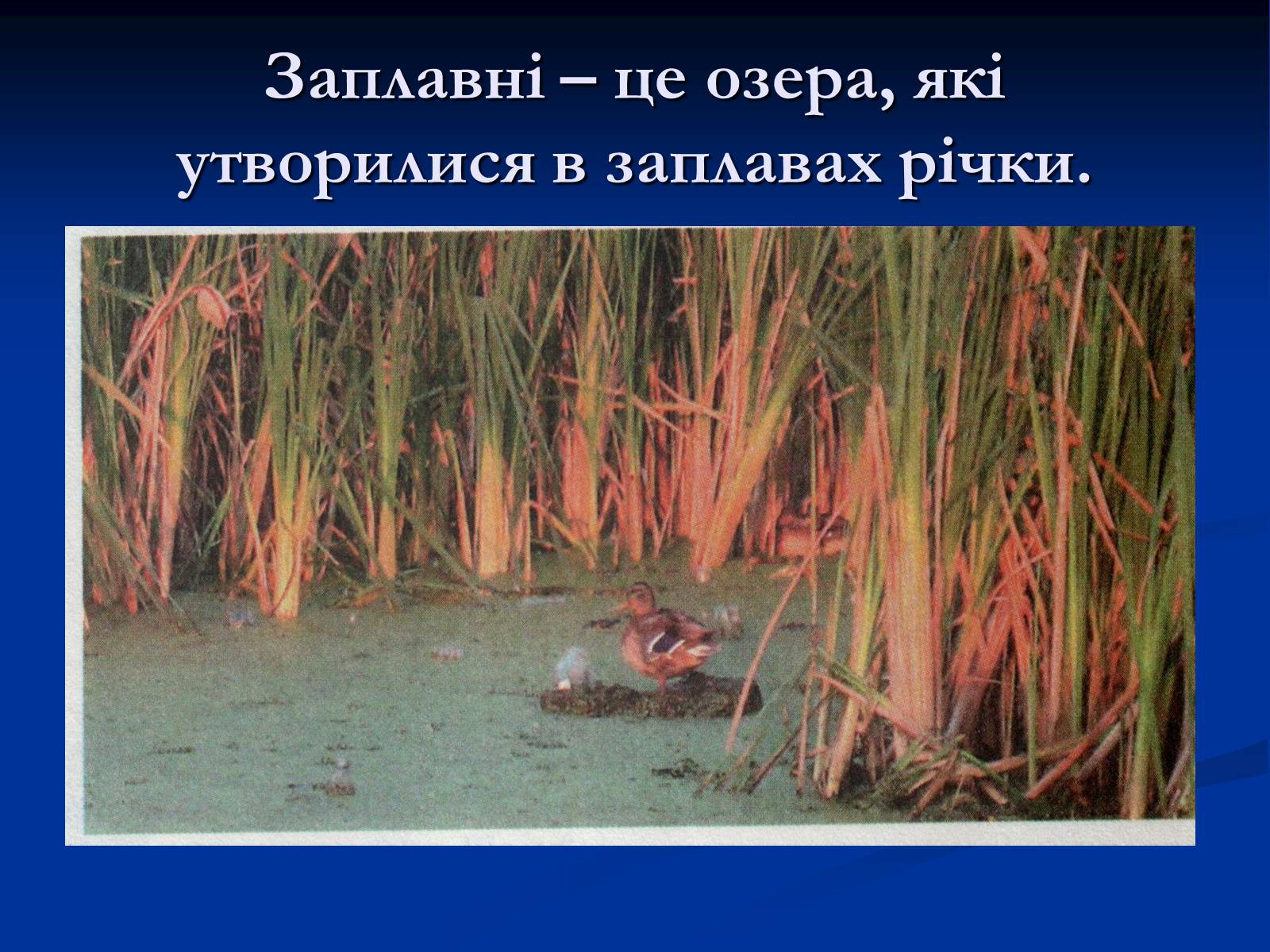 Презентація на тему «Озера. Штучні водойми» - Слайд #6