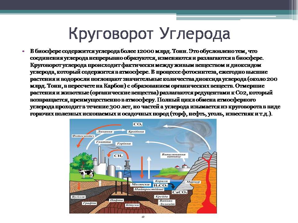 Презентація на тему «Анализ схем круговорота основных веществ в природе» - Слайд #5