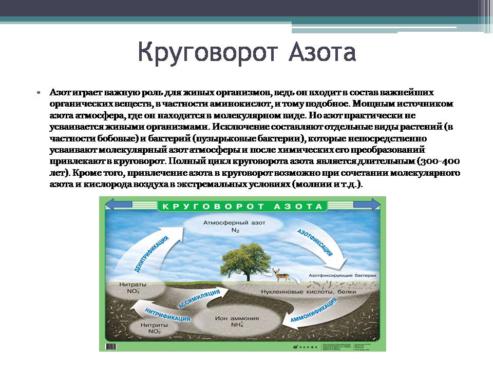 Презентація на тему «Анализ схем круговорота основных веществ в природе» - Слайд #7