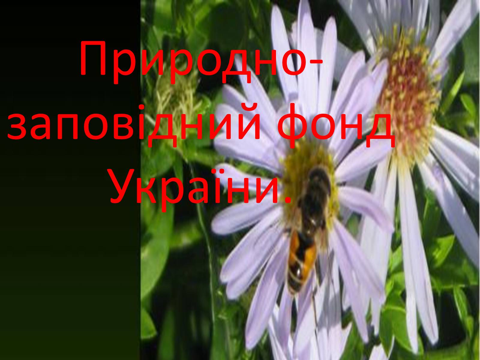 Презентація на тему «Природно-заповідний фонд України» (варіант 1) - Слайд #1