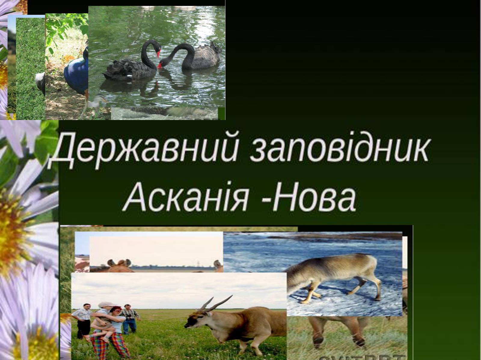 Презентація на тему «Природно-заповідний фонд України» (варіант 1) - Слайд #6