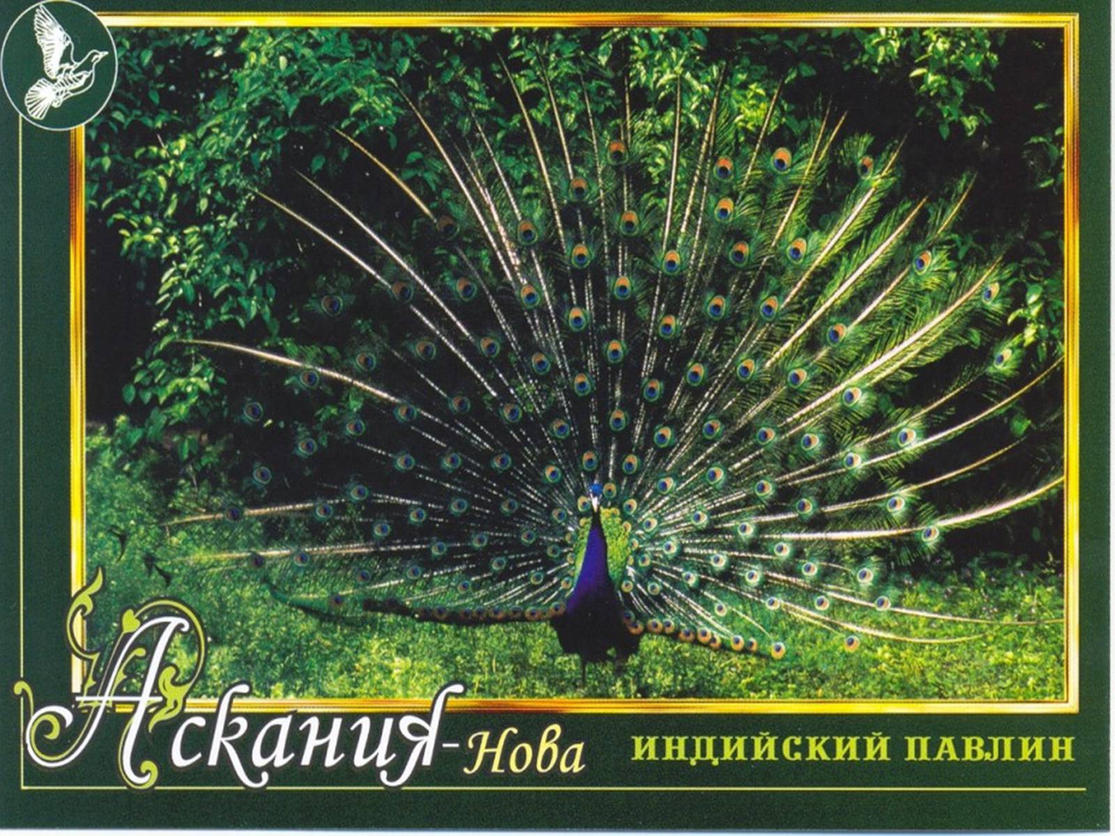 Презентація на тему «Екологічні проблеми лісів України» - Слайд #69