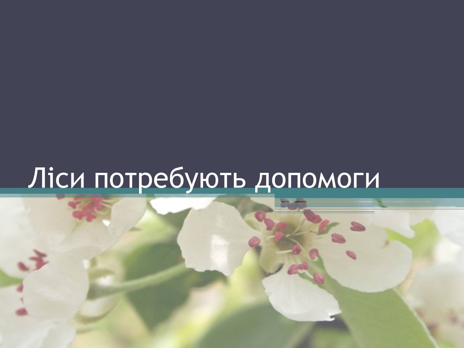 Презентація на тему «Ліси потребують допомоги» - Слайд #1