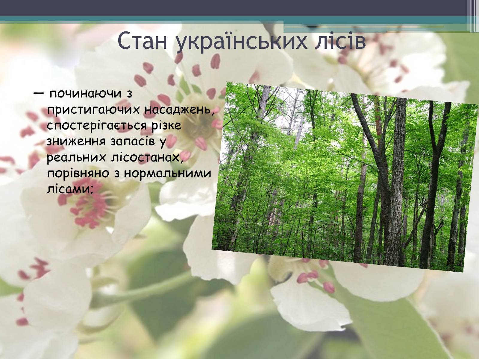 Презентація на тему «Ліси потребують допомоги» - Слайд #16