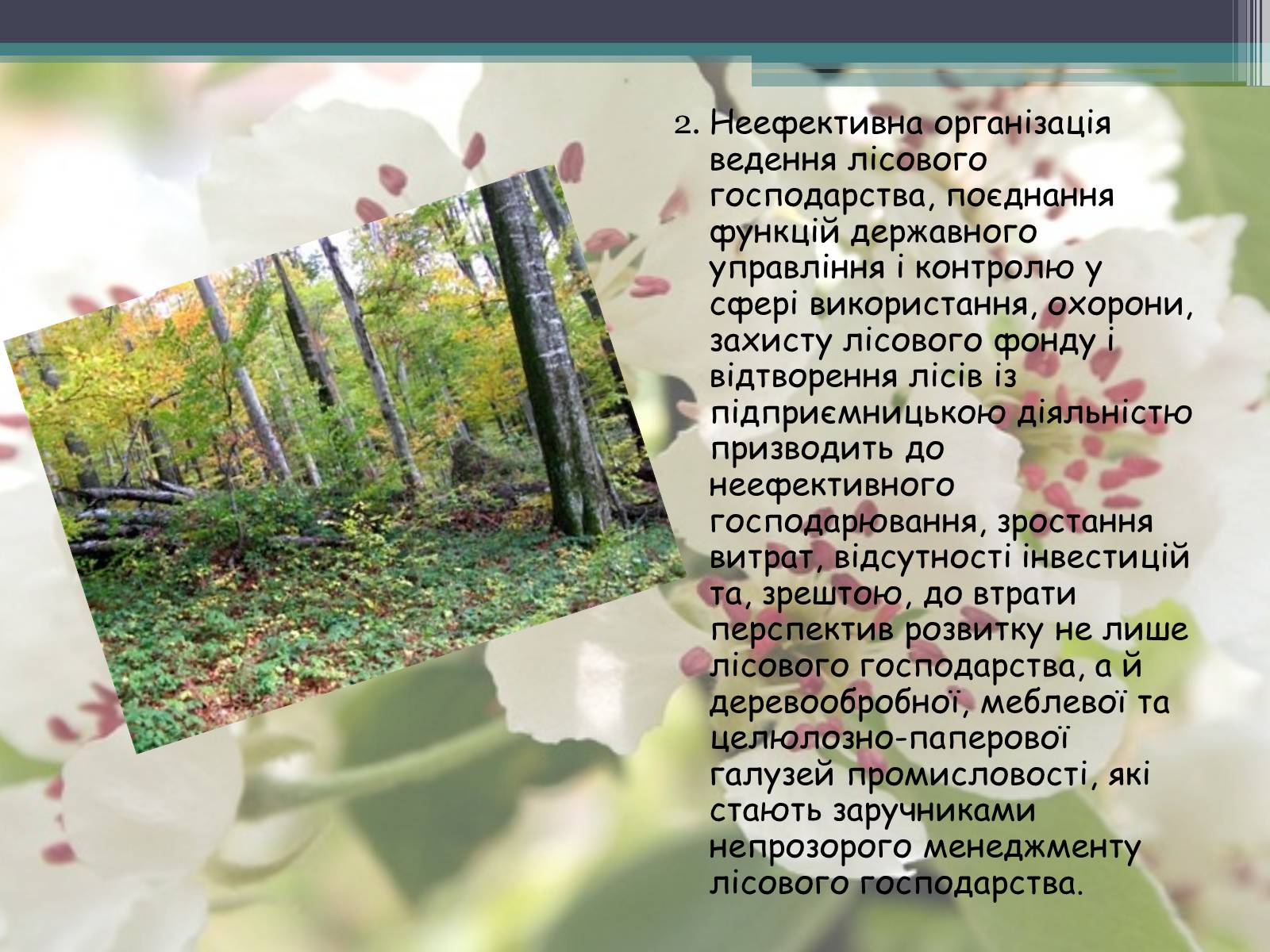 Презентація на тему «Ліси потребують допомоги» - Слайд #20